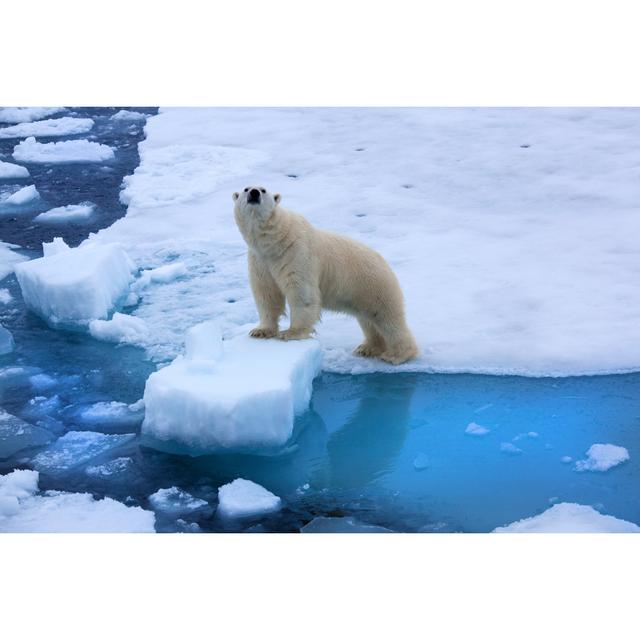 Polar Bear Standing On Ice by SeppFriedhuber - No Frame Art Prints on Canvas World Menagerie Size: 81cm H x 122cm W on Productcaster.