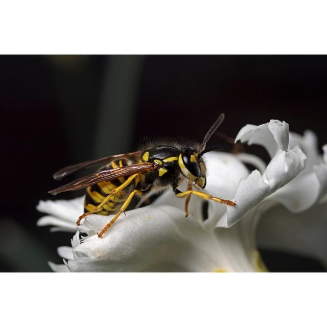 Frania Vespula Vulgaris by Scubaluna - Wrapped Canvas Print 17 Stories Size: 20cm H x 30cm W x 3.8cm D on Productcaster.