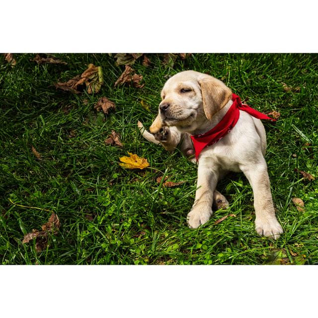 Yellow Labrador Puppy by Cmannphoto - Print 17 Stories Size: 51cm H x 76cm W x 3.8cm D on Productcaster.