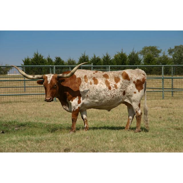 Longhorn In Texas - Wrapped Canvas Print Brambly Cottage Size: 81cm H x 122cm W on Productcaster.