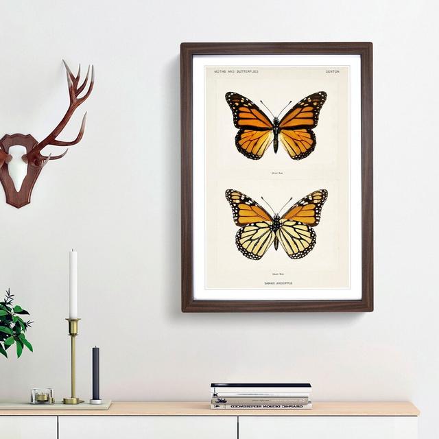 Monarch Butterfly by S.F. Denton - Picture Frame Graphic Art Print East Urban Home Size: 48cm H x 36cm W x 2cm D, Frame Option: Walnut Framed on Productcaster.