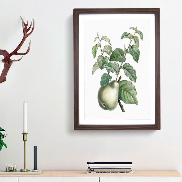 Pear Fruit by Pierre-Joseph Redoute - Picture Frame Painting Print East Urban Home Frame Option: Walnut Framed, Size: 48cm H x 36cm W x 2cm D on Productcaster.