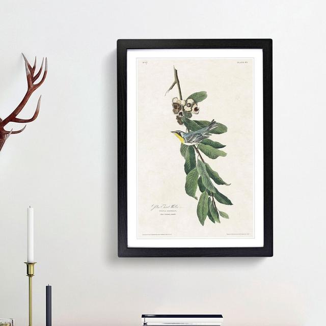 Yellow Throated Warbler by John James Audubon - Picture Frame Painting Print East Urban Home Frame Option: Black Framed, Size: 48cm H x 36cm W x 2cm D on Productcaster.