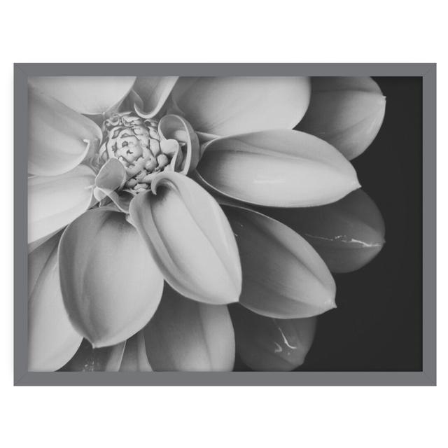 In the Heart of a Dahlia Black and White - Picture Frame Graphic Art Ebern Designs Frame Option: Grey Framed, Size: 70cm H x 100cm W x 2cm D on Productcaster.