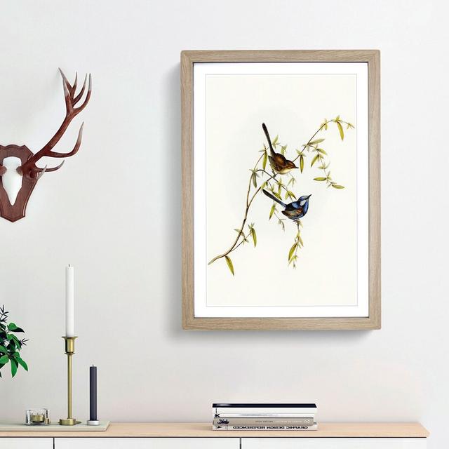 Black-Backed Wren by Elizabeth Gould - Picture Frame Art Print East Urban Home Frame Option: Oak Framed, Size: 36cm H x 27cm W x 2cm D on Productcaster.