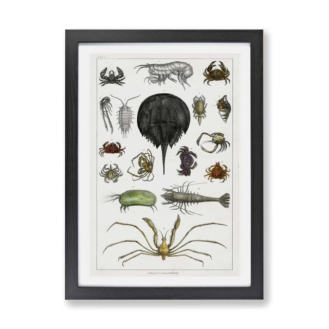 'Crabs & Lobsters' by Oliver Goldsmith - Picture Frame Painting Print on Paper East Urban Home Frame Option: Black, Size: 24cm H x 33cm W x 2cm D on Productcaster.