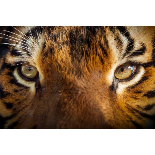 Malayan Tiger Eyes by Ricardoreitmeyer - Wrapped Canvas Art Prints 17 Stories Size: 20cm H x 30cm W on Productcaster.