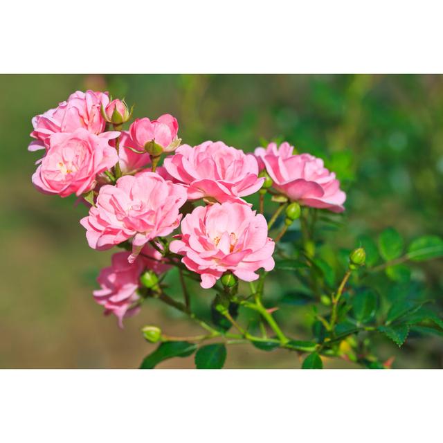 Deloit Pink Roses - Wrapped Canvas Photograph Fairmont Park Size: 51cm H x 76cm W x 3.8cm D on Productcaster.