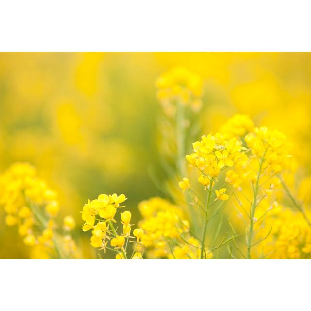 Bright Rape Blossoms by Ooyoo - Print Latitude Run Size: 61cm H x 91cm W on Productcaster.