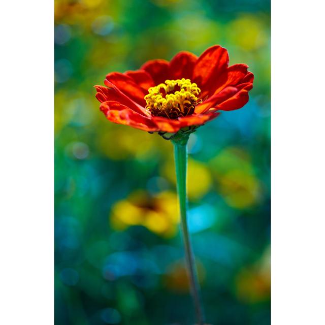 Red Daisy by Anthony DOUANNE - Wrapped Canvas Print Latitude Run Size: 30cm H x 20cm W on Productcaster.