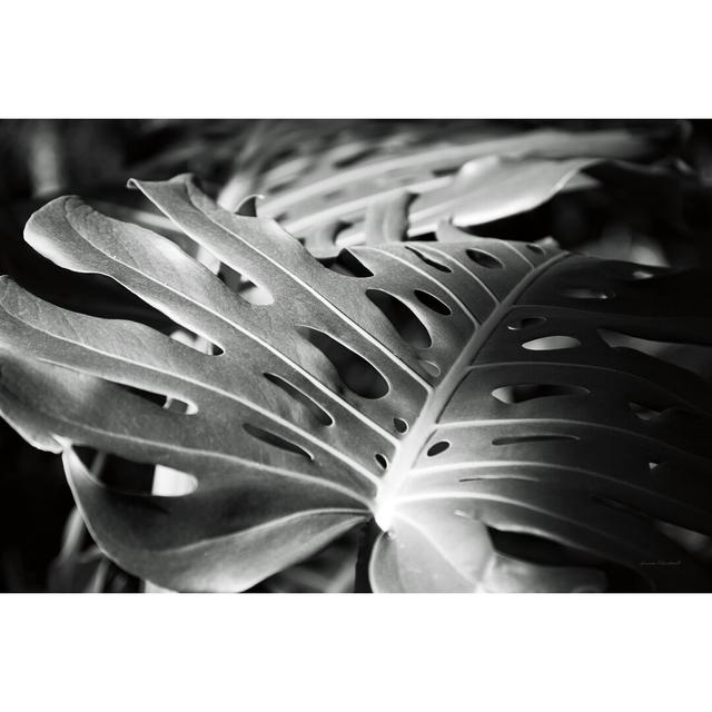 Philodendron by Laura Marshall - Wrapped Canvas Photograph Pergo Classics Size: 61cm H x 91cm W on Productcaster.