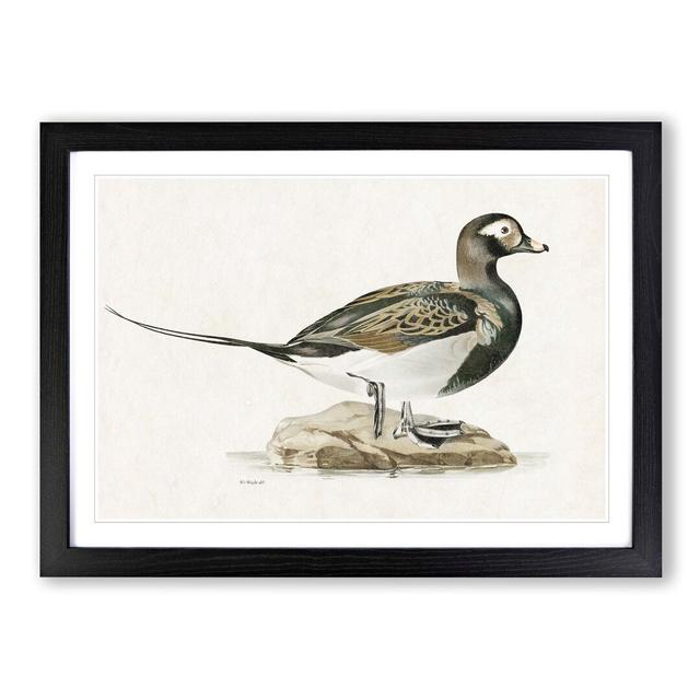 Male Long-Tailed Duck by Von Wright - Picture Frame Art Print East Urban Home Frame Option: Black Framed, Size: 36cm H x 48cm W x 2cm D on Productcaster.