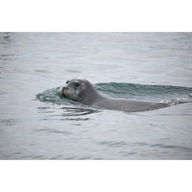 Bearded seal in the arctic 89147939 House of Hampton on Productcaster.