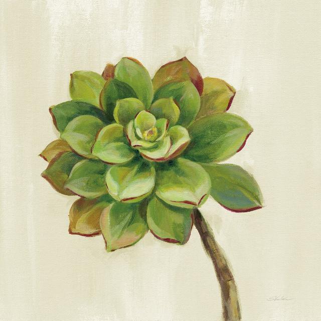 Front Yard Succulent IV by Silvia Vassileva - Wrapped Canvas Painting Latitude Vive Size: 51cm H x 51cm W on Productcaster.