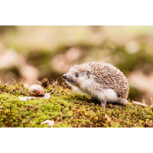 Eastern European Hedgehog by Jarrycz - Wrapped Canvas Print 17 Stories Size: 30cm H x 46cm W on Productcaster.