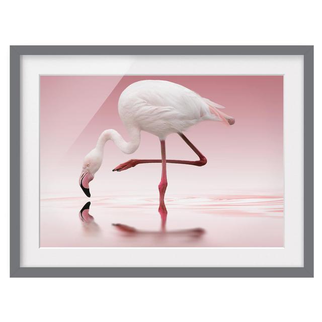 Flamingo Dance - Picture Frame Graphic Art Bay Isle Home Size: 70cm H x 100cm W x 2cm D, Frame Option: Grey Framed on Productcaster.