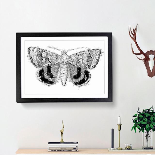 Sleepy Underwing Moth by S.F. Denton - Picture Frame Painting Print East Urban Home Frame Option: Black Framed, Size: 48cm H x 65cm W x 2cm D on Productcaster.