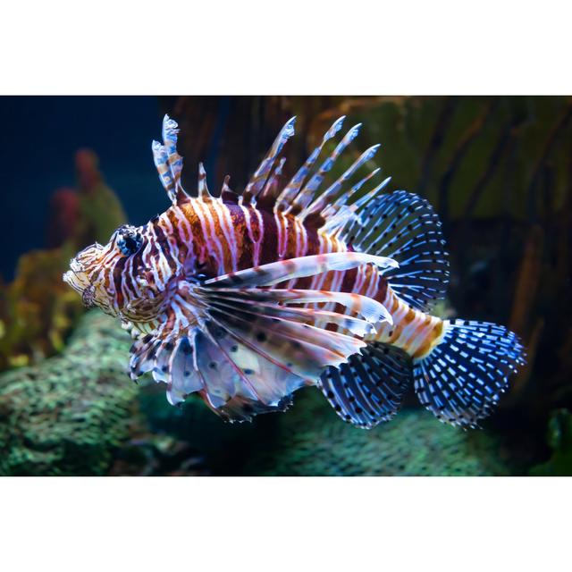 Zebra Lionfish House of Hampton Größe: 50 cm H x 75 cm B on Productcaster.