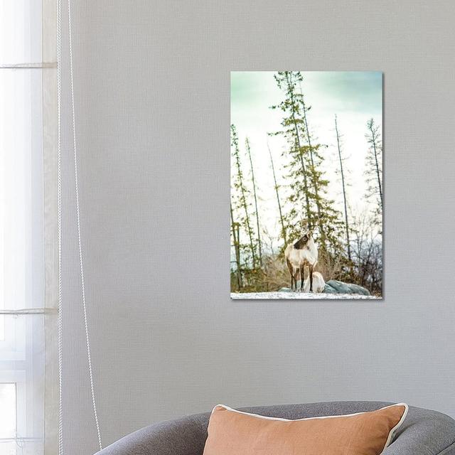 Caribou Posing On The Top Of The Hill by Nik Rave - Wrapped Canvas Print Alpen Home Size: 66.04cm H x 45.72cm W x 3.81cm D on Productcaster.