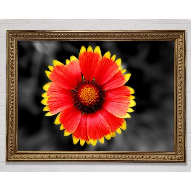 Colours Of The Sun - Print Bright Star Size: 84.1cm H x 118.9cm W on Productcaster.