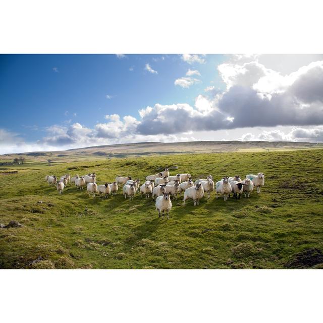 Sheep looking at me Brambly Cottage Size: 51cm H x 76cm W on Productcaster.