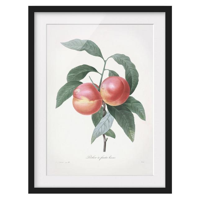 Botany Vintage Illustration Peach - Picture Frame Graphic Art August Grove Size: 40cm H x 30cm W x 2cm D, Frame Option: Black on Productcaster.