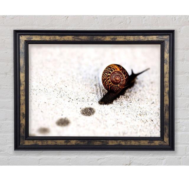 Snail Track Macro - Single Picture Frame Art Prints Bright Star Size: 21cm H x 42cm W x 8cm D on Productcaster.