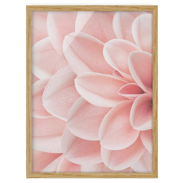 Dahlia Pink Petals Detail - Picture Frame Graphic Art Ebern Designs Size: 40cm H x 30cm W x 2cm D, Frame Option: Brown Framed on Productcaster.