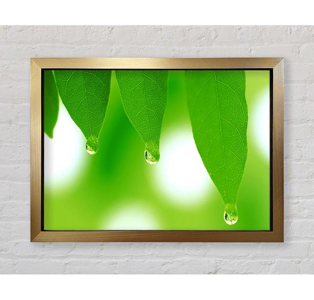 Tree Leaves With Dew - Single Picture Frame Art Prints Ebern Designs Size: 42cm H x 59.7cm W x 3.4cm D on Productcaster.