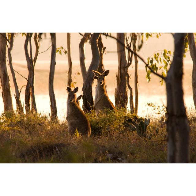 Kangaroos - Wrapped Canvas Photograph Alpen Home Size: 81cm H x 122cm W on Productcaster.