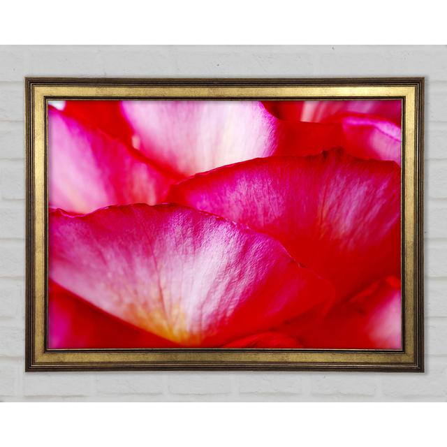 The Waves Of A Pink Flower - Single Picture Frame Art Prints Ebern Designs Size: 21cm H x 29.7cm W x 1.5cm D on Productcaster.