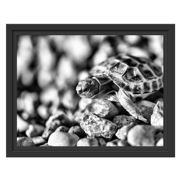 Gerahmtes Wandbild Kleine Schildkröte East Urban Home Größe: 30 cm H x 38 cm B on Productcaster.