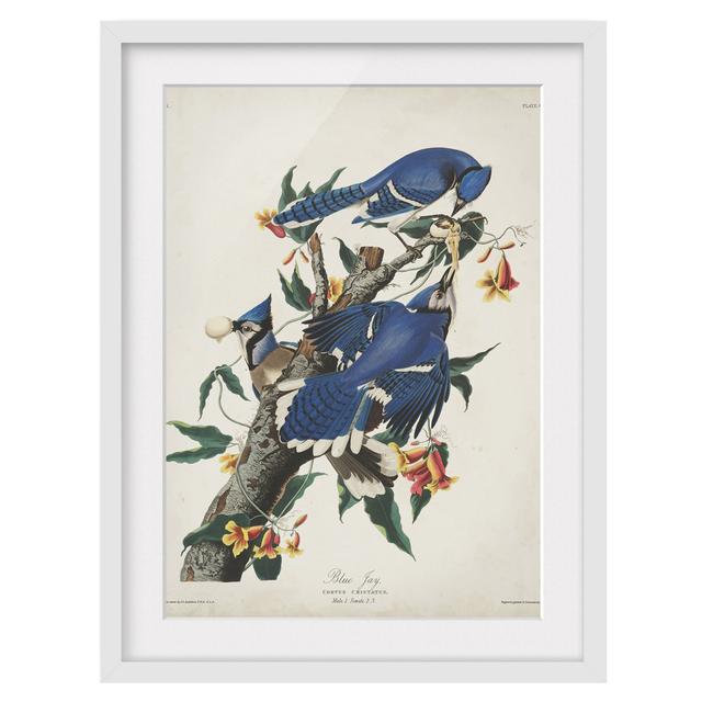 Vintage Instructional Panel Blue Jay - Picture Frame Graphic Art Marlow Home Co. Frame Option: White Framed, Size: 40cm H x 30cm W x 2cm D on Productcaster.