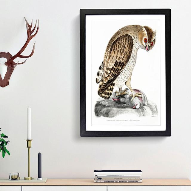 Horned Owl by John Edward Gray - Picture Frame Painting Print East Urban Home Frame Option: Black Framed, Size: 48cm H x 36cm W x 2cm D on Productcaster.