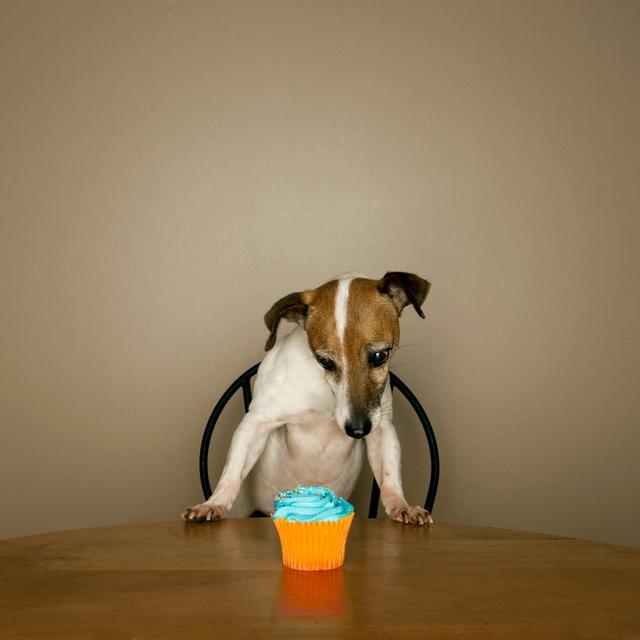 Jack Russell Terrier Staring At Cup Cake by Gollykim - Print 17 Stories Size: 30cm H x 30cm W on Productcaster.