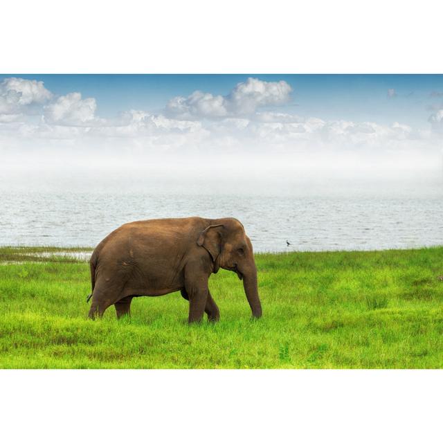 Lonely Elephant - Wrapped Canvas Print 17 Stories Size: 30cm H x 46cm W x 3.8cm D on Productcaster.