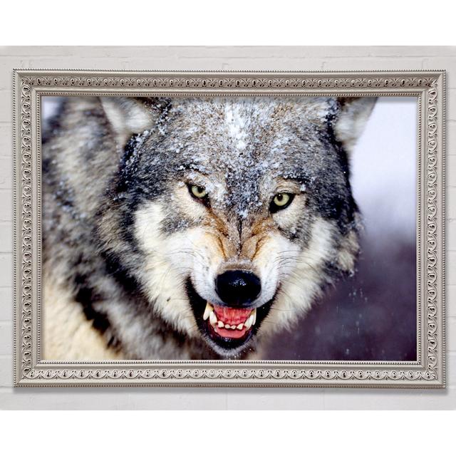 Snarling Gray Wolf - Single Picture Frame Art Prints Bright Star Size: 100cm H x 141.1cm W x 3cm D on Productcaster.