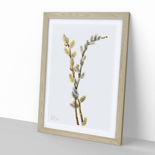 Pussy Willow by Mary Vaux Walcott - Picture Frame Painting on MDF East Urban Home Frame Option: Oak Framed, Size: 36cm H x 27cm W x 2cm D on Productcaster.