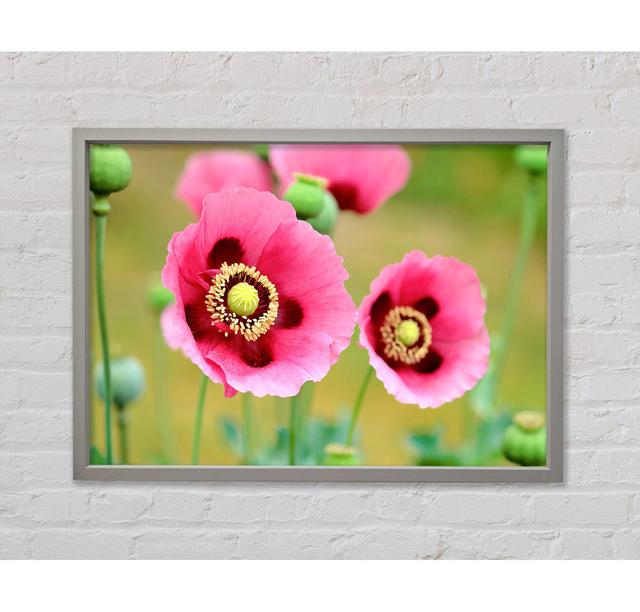 Pink Poppies In Bloom - Single Picture Frame Art Prints on Canvas Ebern Designs Size: 84.1cm H x 118.9cm W on Productcaster.