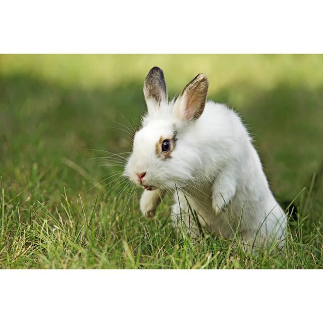 White and Brown Rabbit on Grass in Mid Jump - Wrapped Canvas Photograph August Grove Size: 30cm H x 46cm W on Productcaster.