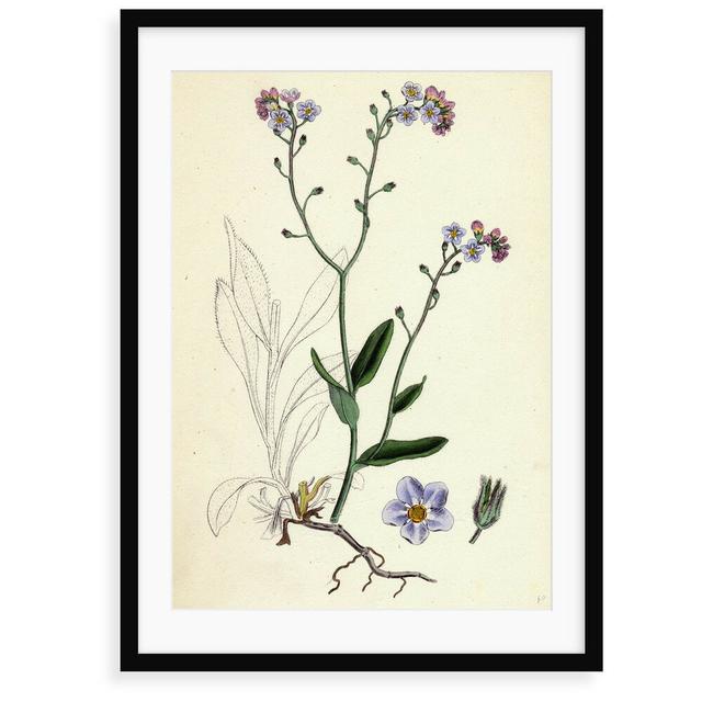 'Myosotis Sylvatica Wood Forget-Me-Not' Painting East Urban Home Size: 40 cm H x 30 cm W x 2.3 cm D, Format: Framed Paper on Productcaster.