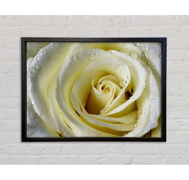 White Rose Petal Dew - Print Ebern Designs Format: Black Framed Canvas, Size: 59.7cm H x 84.1cm W x 3.3cm D on Productcaster.