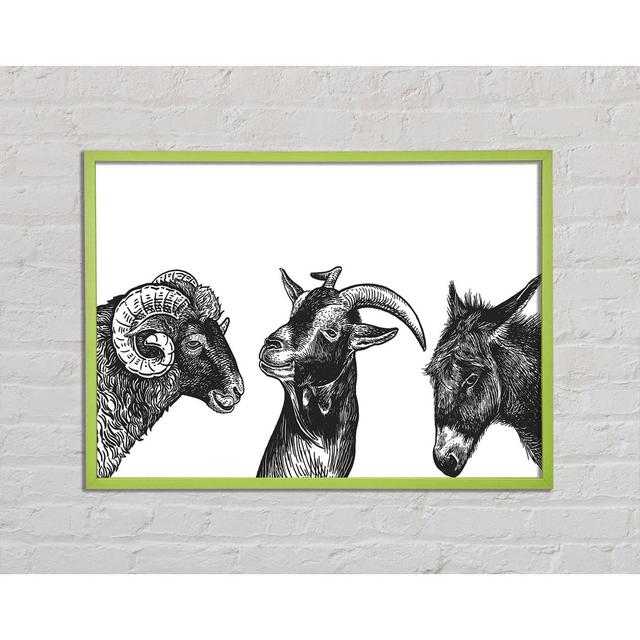 Waymart Goat Sheep Donkey - Single Picture Frame Art Prints August Grove Size: 29.7cm H x 42cm W x 2cm D on Productcaster.