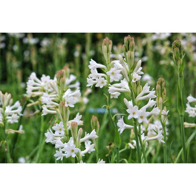 Geet Tuberose Flower In Garden - Wrapped Canvas Photograph Latitude Run Size: 20cm H x 30cm W x 3.8cm D on Productcaster.