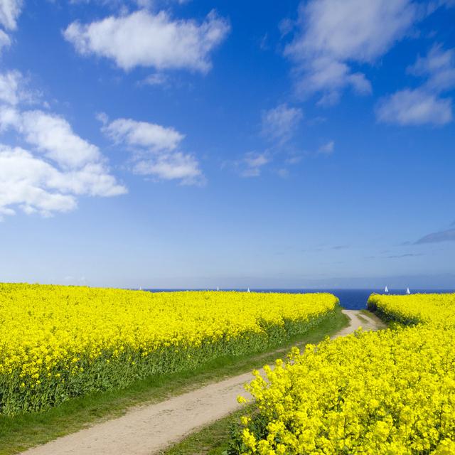 Seaside Canola Field - Wrapped Canvas Print Ebern Designs Size: 91cm H x 91cm W x 3.8cm D on Productcaster.