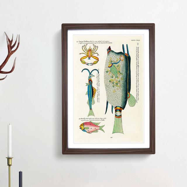 East Indies Fish & Crab Illustrations XXVII by Louis Renard - Picture Frame Painting Print East Urban Home Size: 65cm H x 48cm W x 2cm D, Frame Option on Productcaster.