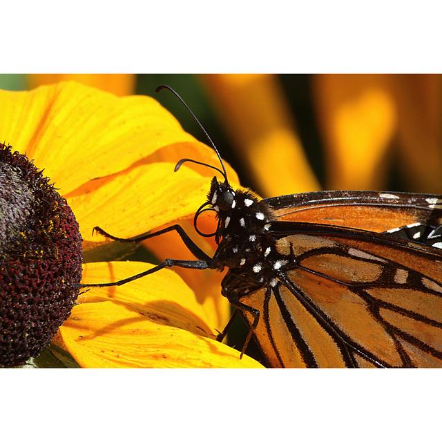 Deatonville Close up of Monarch Butterfly by Chrys35 - Wrapped Canvas Photograph 17 Stories Size: 20cm H x 30cm W x 3.8cm D on Productcaster.