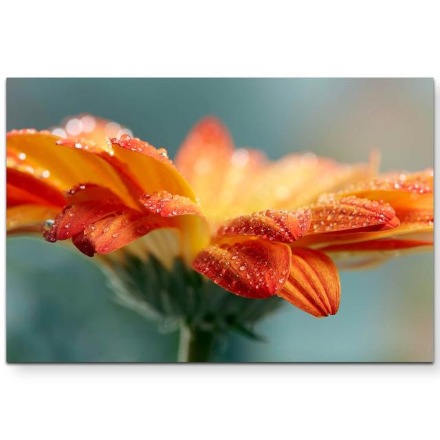 Leinwandbild Orange Gerbera mit Wassertropfen – Nahaufnahme East Urban Home Größe: 120 L x 80 B on Productcaster.