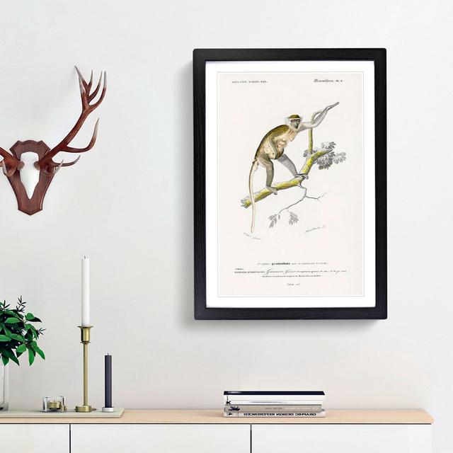 Grivet Monkey PL. 6 by Charles D'Orbigny - Picture Frame Painting Print East Urban Home Size: 36cm H x 27cm W x 2cm D, Frame Option: Black Framed on Productcaster.