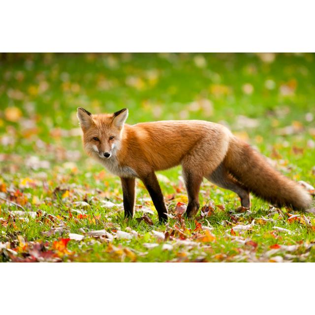 Red Fox - Wrapped Canvas Print Union Rustic Size: 61cm H x 91cm W x 3.8cm D on Productcaster.